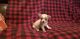 Chihuahua Puppies for sale in Salesville, AR 72653, USA. price: $800