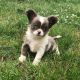 Chihuahua Puppies for sale in Bd du Colorado, 84400 Rustrel, France. price: 100 EUR