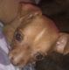 Chihuahua Puppies for sale in Maysville, KY 41056, USA. price: $600