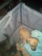 Chihuahua Puppies for sale in 2388 Oakmont St, Sacramento, CA 95815, USA. price: $200,150