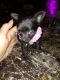 Chihuahua Puppies for sale in Braxton, MS 39044, USA. price: NA