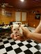 Chihuahua Puppies for sale in Gladwin, MI 48624, USA. price: $1,250