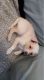 Chihuahua Puppies for sale in Melrose Park, IL 60160, USA. price: $300