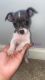 Chihuahua Puppies for sale in Austell, GA, USA. price: NA
