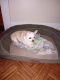 Chihuahua Puppies for sale in Mt Holly, NC, USA. price: $50