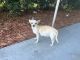 Chihuahua Puppies for sale in Boynton Beach, FL, USA. price: $500