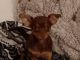 Chihuahua Puppies for sale in 9586 Derr St, Elk Grove, CA 95624, USA. price: $5,070