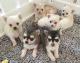 Chihuahua Puppies for sale in New Yorkweg, 1334 NA Almere, Netherlands. price: 400 EUR