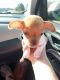 Chihuahua Puppies for sale in Lafayette, IN, USA. price: $600