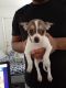 Chihuahua Puppies for sale in Sarasota County, FL, USA. price: NA