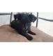 Chihuahua Puppies for sale in Central Florida, FL, USA. price: NA