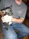 Chihuahua Puppies for sale in Waterford Twp, MI, USA. price: NA