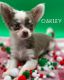 Chihuahua Puppies for sale in Bulls Gap, TN 37711, USA. price: $3,000