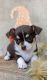 Chihuahua Puppies for sale in Piqua, KS 66761, USA. price: NA