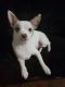 Chihuahua Puppies for sale in Rock Hill, SC, USA. price: NA