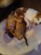 Chihuahua Puppies for sale in West Branch Township, MI 48661, USA. price: NA