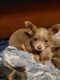 Chihuahua Puppies for sale in Auburn, AL, USA. price: $400