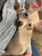 Chihuahua Puppies for sale in Hattiesburg, MS, USA. price: $350
