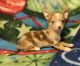 Chihuahua Puppies for sale in Garland, TX, USA. price: NA