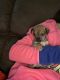 Chihuahua Puppies for sale in Downey, ID 83234, USA. price: $600