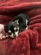 Chihuahua Puppies for sale in Fulton, NY 13069, USA. price: NA