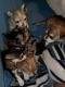 Chihuahua Puppies for sale in Trenton, NJ, USA. price: NA