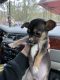 Chihuahua Puppies for sale in Statesboro, GA, USA. price: $400