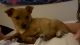 Chihuahua Puppies for sale in Puyallup, WA, USA. price: $400