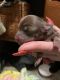 Chihuahua Puppies for sale in Grants Pass, OR, USA. price: $250