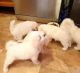 Chihuahua Puppies for sale in 540 New Waverly Pl, Cary, NC 27518, USA. price: NA
