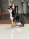 Chihuahua Puppies for sale in Orlando, FL, USA. price: $4,000