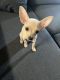 Chihuahua Puppies for sale in Davenport, FL, USA. price: NA