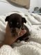 Chihuahua Puppies for sale in Houston, TX, USA. price: $400