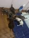 Chihuahua Puppies for sale in Ocala, FL, USA. price: $300