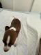 Chihuahua Puppies for sale in Hilo Rd, Hawaii 96778, USA. price: $300