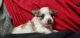 Chihuahua Puppies for sale in Allentown, PA 18102, USA. price: $85,000