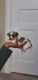 Chihuahua Puppies for sale in Allentown, PA 18102, USA. price: $850