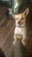 Chihuahua Puppies for sale in San Leandro, CA, USA. price: NA