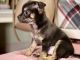 Chihuahua Puppies for sale in Clifton, NJ, USA. price: $1,500