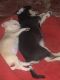 Chihuahua Puppies for sale in Pune, Maharashtra, India. price: 25,000 INR