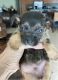 Chihuahua Puppies for sale in Hollywood, FL, USA. price: $700