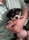 Chihuahua Puppies for sale in Maryland City, MD, USA. price: $495