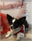 Chihuahua Puppies for sale in Granbury, TX, USA. price: $600