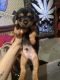 Chihuahua Puppies for sale in Spur, TX 79370, USA. price: NA