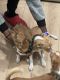 Chihuahua Puppies for sale in North Highlands, CA, USA. price: $350