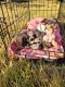 Chihuahua Puppies for sale in Lilburn, GA 30047, USA. price: NA