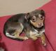 Chihuahua Puppies for sale in El Paso, TX, USA. price: $50
