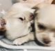 Chihuahua Puppies for sale in Makiki/Lower/ Punchbowl/Tantalus, Honolulu, HI, USA. price: NA
