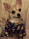 Chihuahua Puppies for sale in New York, NY, USA. price: $400