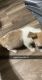 Chihuahua Puppies for sale in Zebulon, NC 27597, USA. price: NA